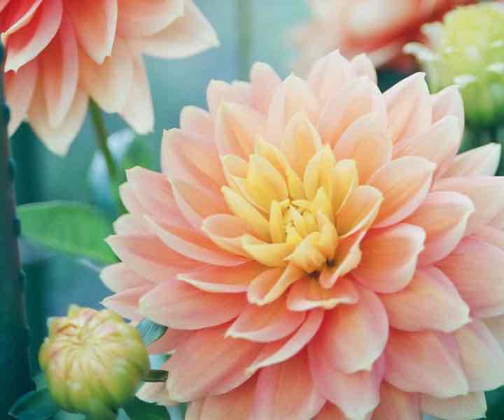 Beautiful flowers in a field.